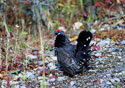 Dendragapus canadensis